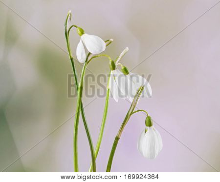 White Galanthus Flowers, Bouquet, Floral Arrangement (snowdrop, Milk Flower), In Romanian Know As 