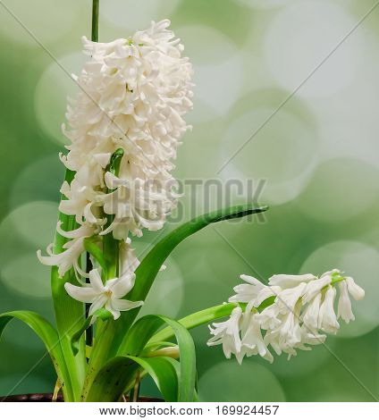 White Hyacinthus Orientalis Flower (common Hyacinth, Garden Hyacinth Or Dutch Hyacinth) Close Up