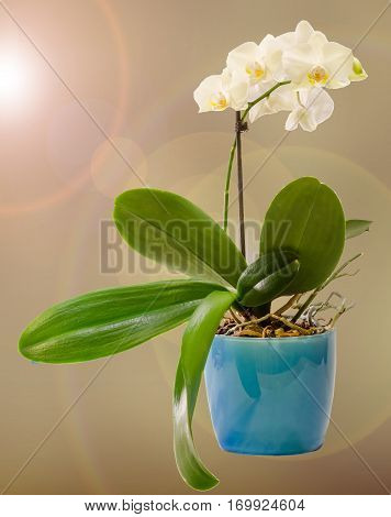 White Branch Orchid  Flowers In Blue Flowerpot, Orchidaceae, Phalaenopsis Known As The Moth Orchid,
