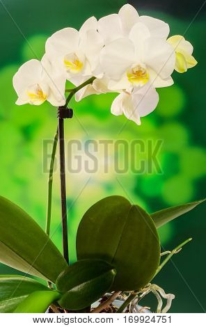White Branch Orchid  Flowers With Green Leaves, Orchidaceae, Phalaenopsis Known As The Moth Orchid,