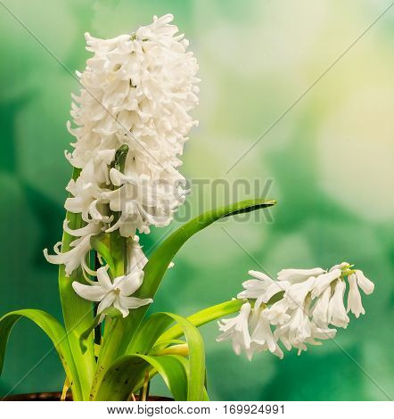White Hyacinthus Orientalis Flower (common Hyacinth, Garden Hyacinth Or Dutch Hyacinth) Close Up