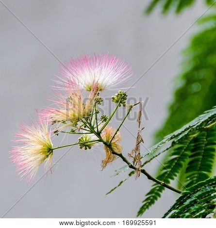 Albizia Julibrissin Tree Flower, Persian Silk Tree, Pink Silk Tree, Close Up