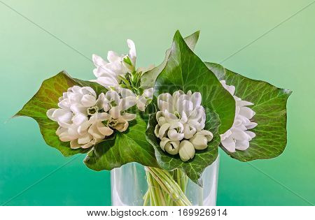 White Galanthus Flowers, Bouquet, Floral Arrangement (snowdrop, Milk Flower), In Romanian Know As 