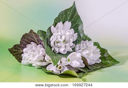 White Galanthus Flowers, Bouquet, Floral Arrangement (snowdrop, Milk Flower), In Romanian Know As 