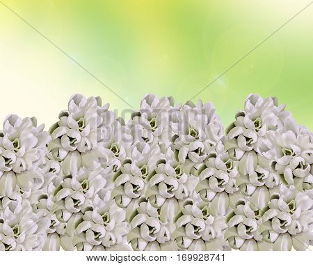 White Galanthus Flowers, Bouquet, Floral Arrangement (snowdrop, Milk Flower), In Romanian Know As 