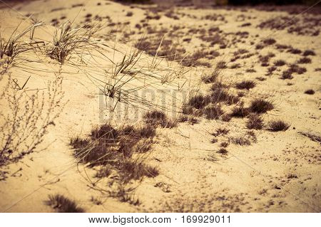 Scant dry vegetation on the sandstone close up.