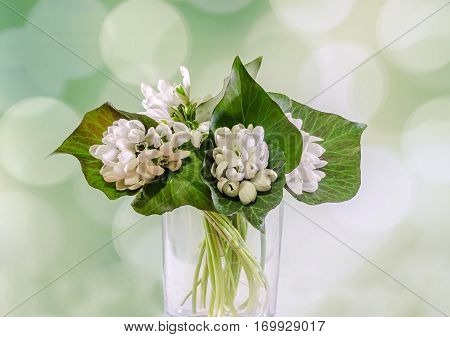 White Galanthus Flowers, Bouquet, Floral Arrangement (snowdrop, Milk Flower), In Romanian Know As 
