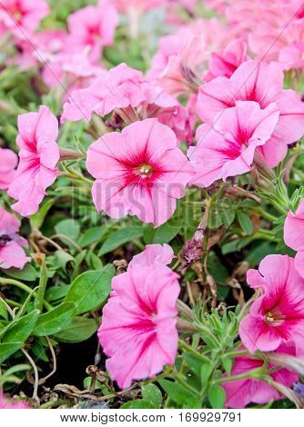 Pink dipladenia mandevilla flowers close up bush