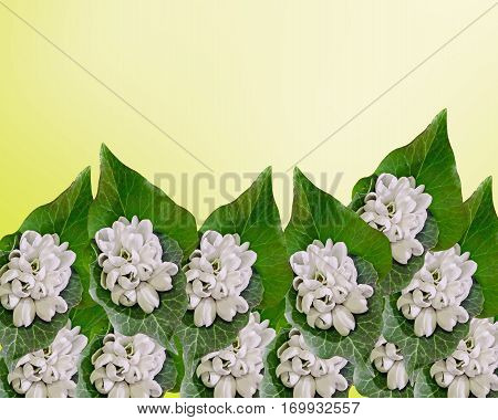 White Galanthus Flowers, Bouquet, Floral Arrangement (snowdrop, Milk Flower), In Romanian Know As 