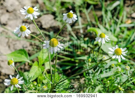 Matricaria Chamomilla Flowers, Commonly Known As Chamomile (also Spelled Camomile), German Chamomile