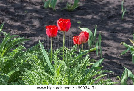 bush red tulips growing in the ground in park. Spring landscape.