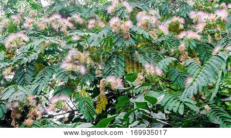 Albizia Julibrissin Tree Flower, Persian Silk Tree, Pink Silk Tree, Close Up