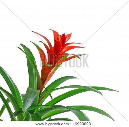 Red Guzmania Flower, White Background, Close Up. Family Bromeliaceae, Subfamily Tillandsioideae.