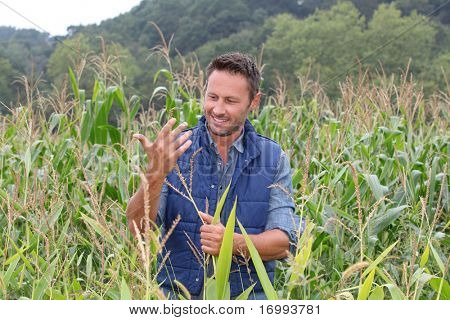 Agronomo analisi cereali in campo di mais
