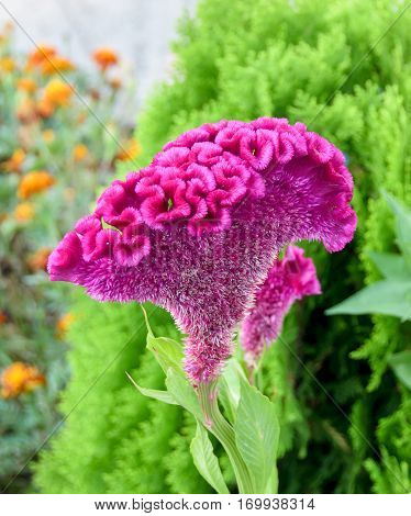 Celosia Cristata, Genus Celosia, Commonly Known As Cockscomb. It Is Called Chi Kuan In China And Cre