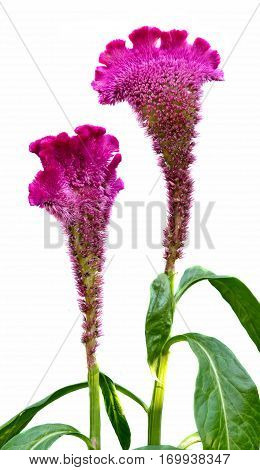 Celosia Cristata, Genus Celosia, Commonly Known As Cockscomb. It Is Called Chi Kuan In China And Cre