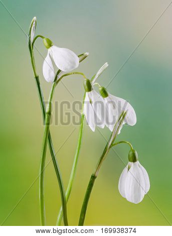White Galanthus Flowers, Bouquet, Floral Arrangement (snowdrop, Milk Flower), In Romanian Know As 