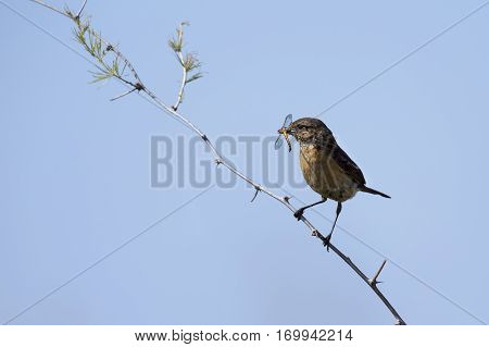 Common stone chat sit on a twig with insect in mouth