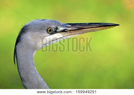 Close up portrait of a Blue Heron with a green background