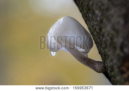 Porcelain mushroom with a autumn colored background and waterdrop