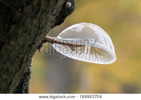 Porcelain mushroom on a tree with a autumn colored background