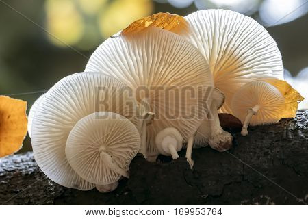 Porcelain Mushroom high up in a tree