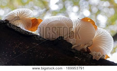 Porcelain Mushroom high up in a tree