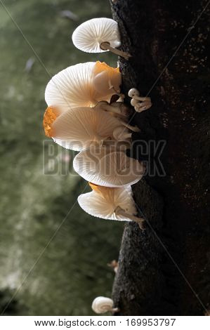 Porcelain Mushroom in a tree with a green background