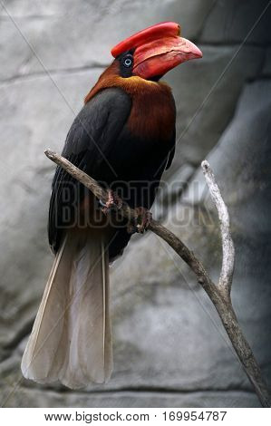 Rufous hornbill sitting on a tree branch