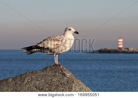 A Seagull standing on a rock with a clear blue sky and lighthouse in the background