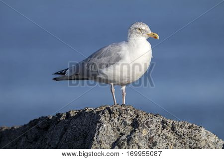 A Seagull standing on a rock with a clear blue sky background