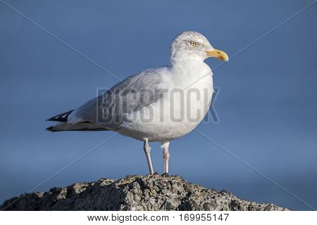 A Seagull standing on a rock with a clear blue sky background