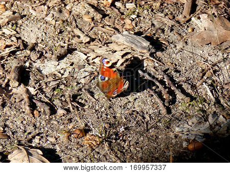 Photo of the European Peacock sitting on the ground