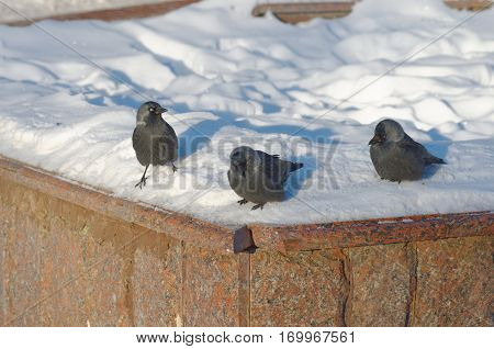 Group of Corvus monedula on the show.
