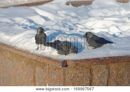 Group of Corvus monedula on the show.