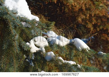 Pine branch cower by snow. Nature background.