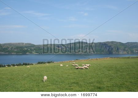 Fiordos noruegos