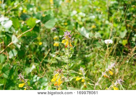 White camomiles and yellow small flowers on green grass lawn close up