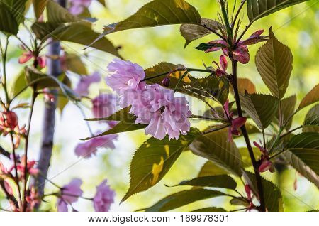 Cherry pink flowers on light green background