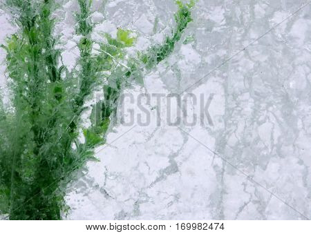 Green algae in ice block winter background