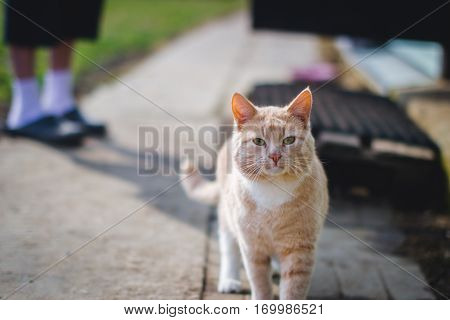 red cat on a walk lover kitten