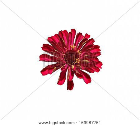 Bright red flower zinnia isolated on white background