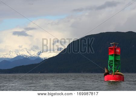 Sea Lions soaking up some sun in Juneau Alaska