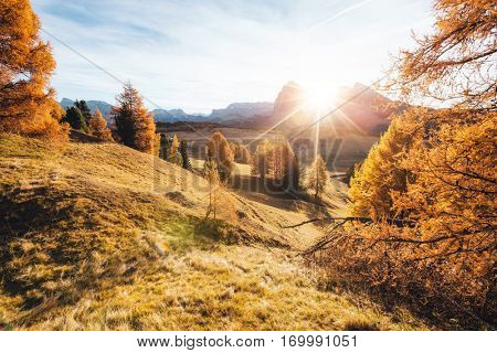 Lovely yellow larches in sunlight. Unusual and gorgeous scene. Location place Dolomiti, Compaccio village, Seiser Alm or Alpe di Siusi, Province of Bolzano - South Tyrol, Italy, Europe. Beauty world.