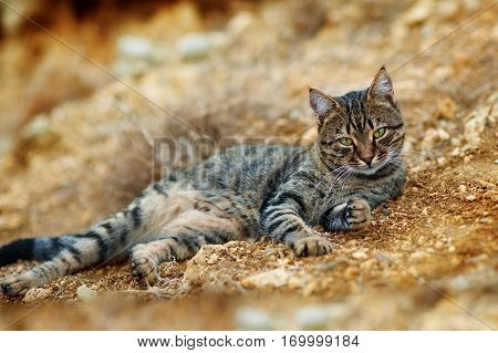 Cute cat, cat lying on the brick floor in the background blurred close up playful cats, cats, cats, cats relaxing vacation.