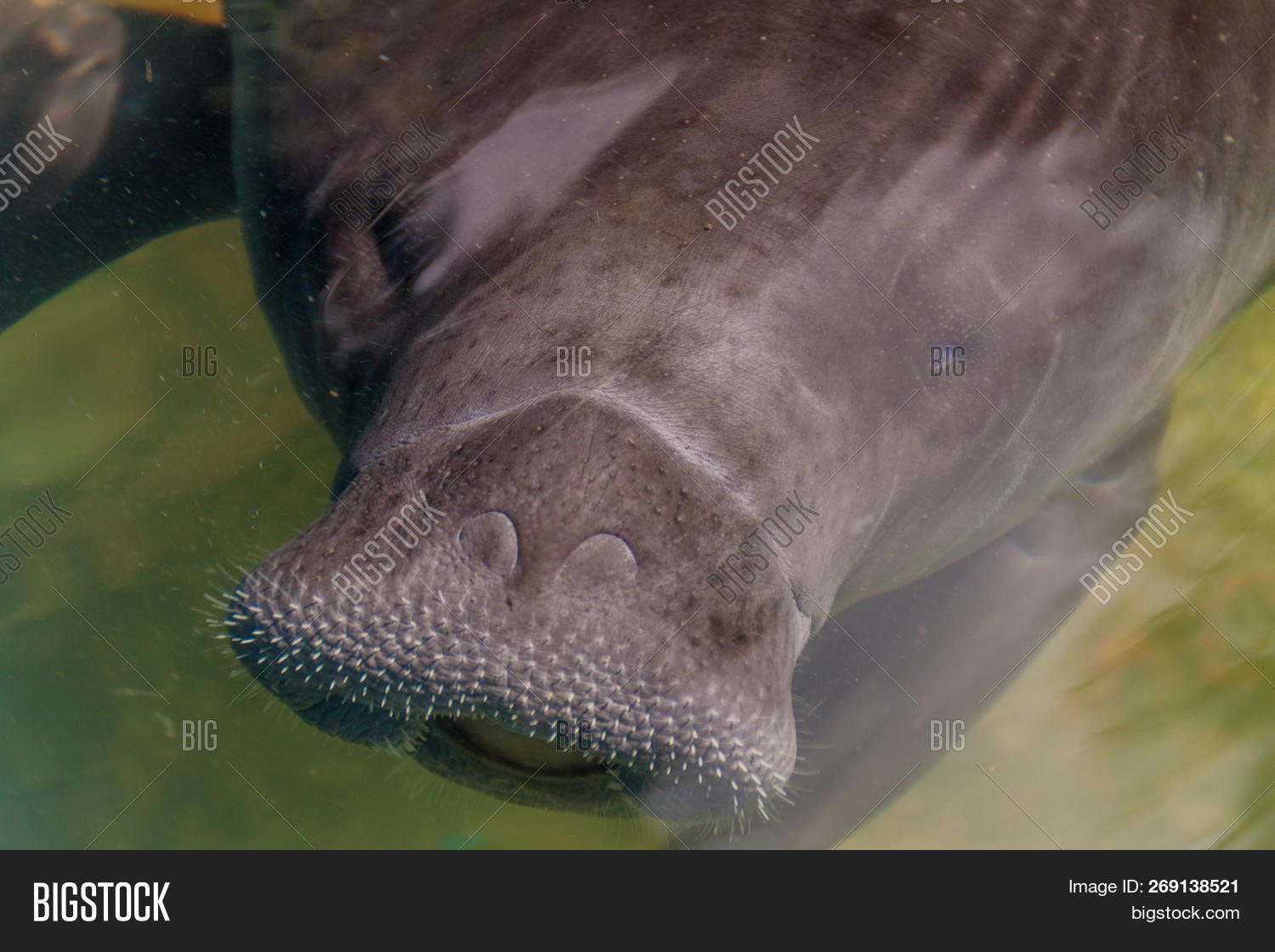 Amazonian Manatee Image & Photo (Free Trial) | Bigstock