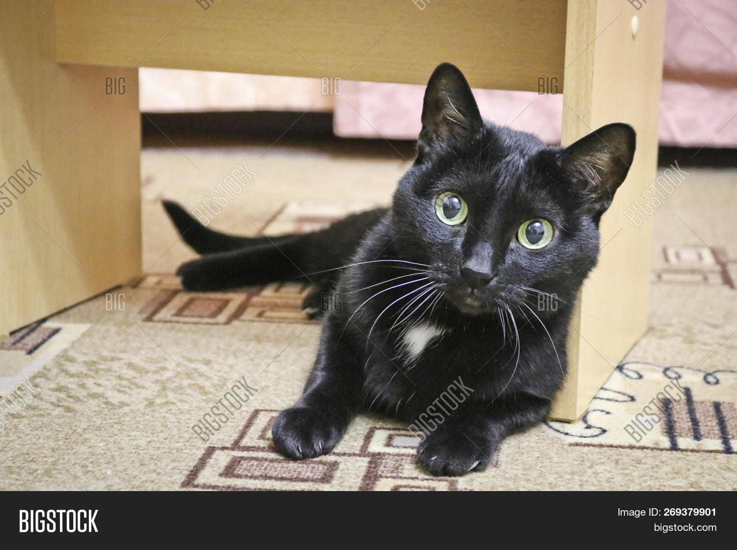 Black Cat On Floor Image Photo Free Trial Bigstock