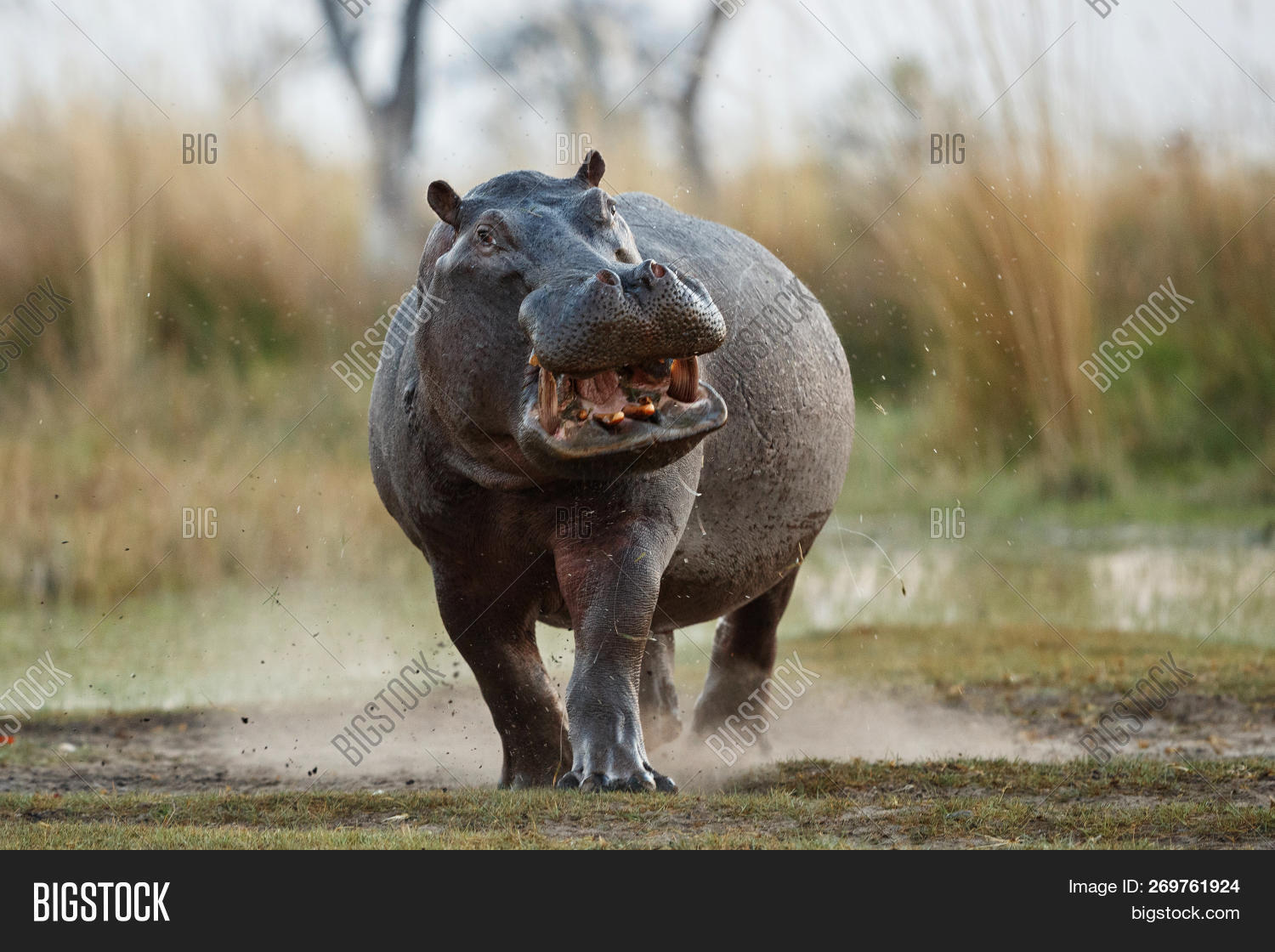 Aggressive Hippo Male Image & Photo (Free Trial) | Bigstock