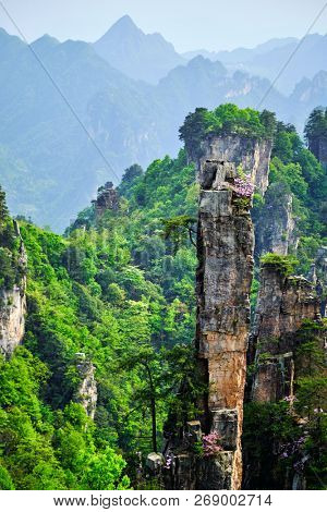 Famous tourist attraction of China - Zhangjiajie stone pillars cliff mountains on sunset at Wulingyuan, Hunan, China