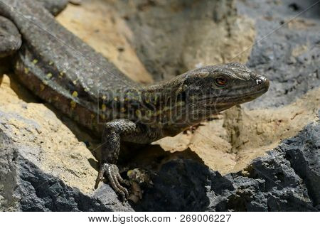 El Hierro Typical Lizard Tizon Gallotia Simonyi Canary Island